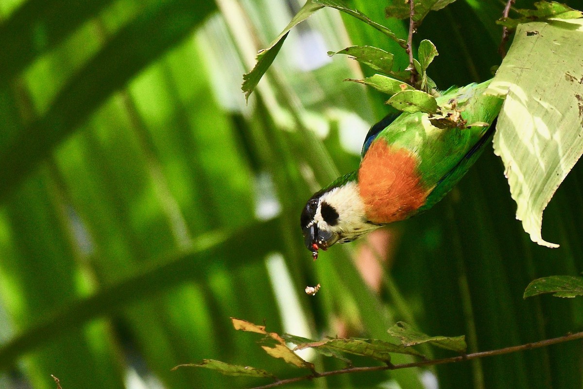 Dusky-cheeked Fig-Parrot - ML219372791