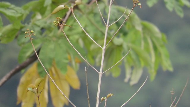 Black-bellied Tanager - ML219375351