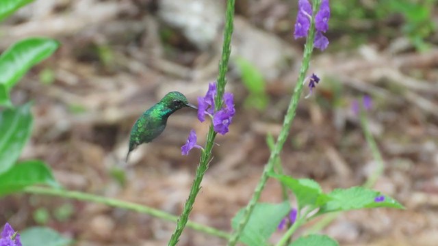 Blauschwanz-Smaragdkolibri - ML219376241