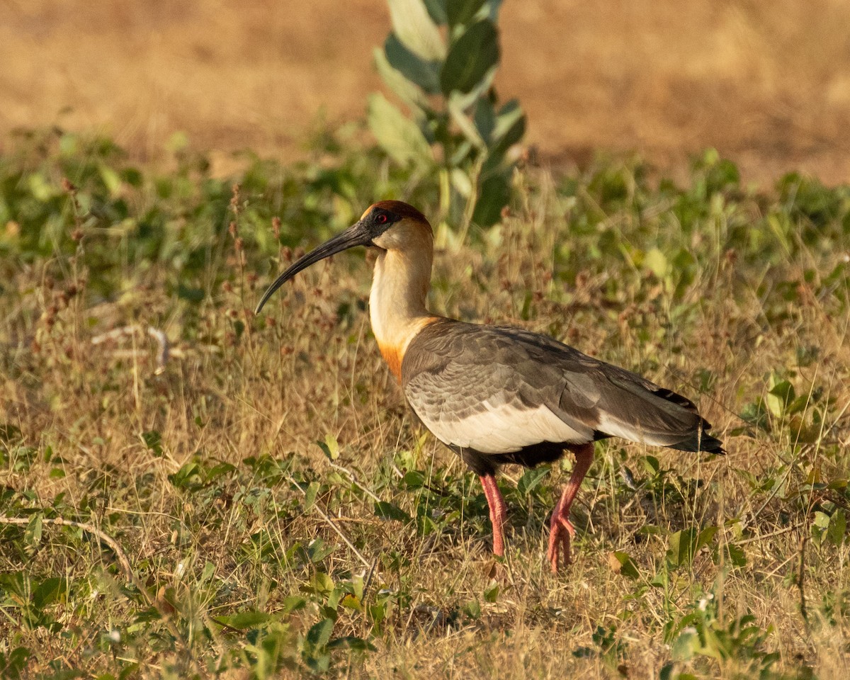 ibis bělokřídlý - ML219377661