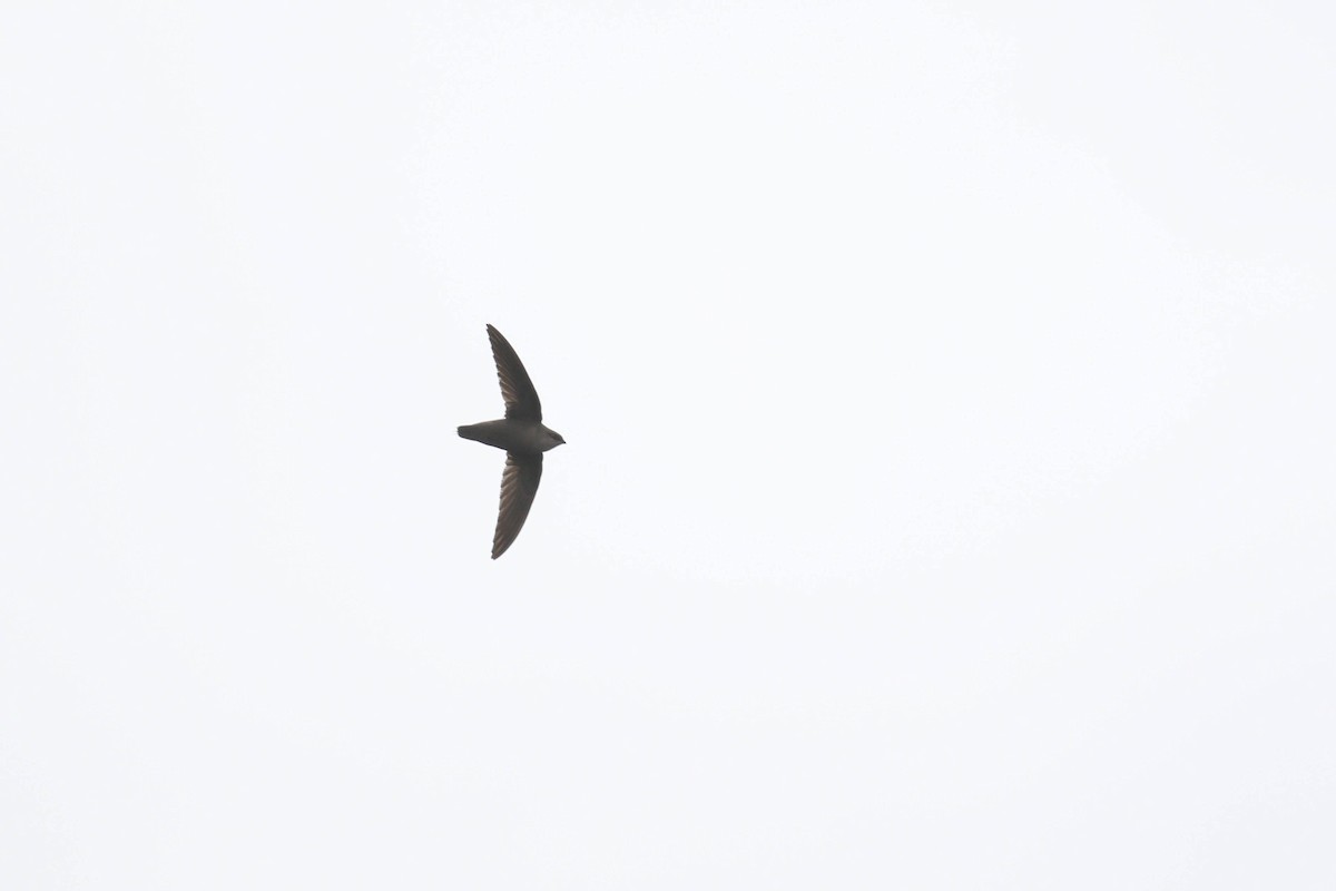 Chimney Swift - Alex Lamoreaux