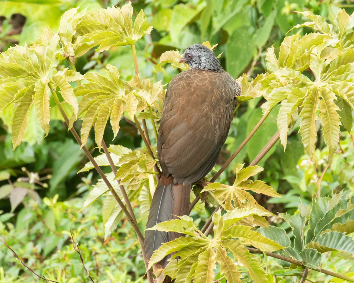 Andean Guan - ML219379611