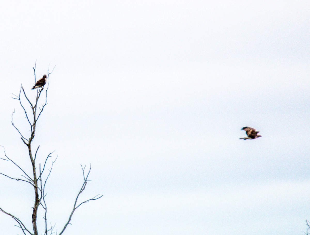 Red-tailed Hawk - ML219381221