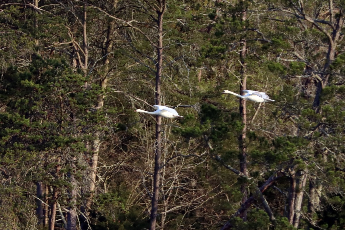 Cygne tuberculé - ML219381301