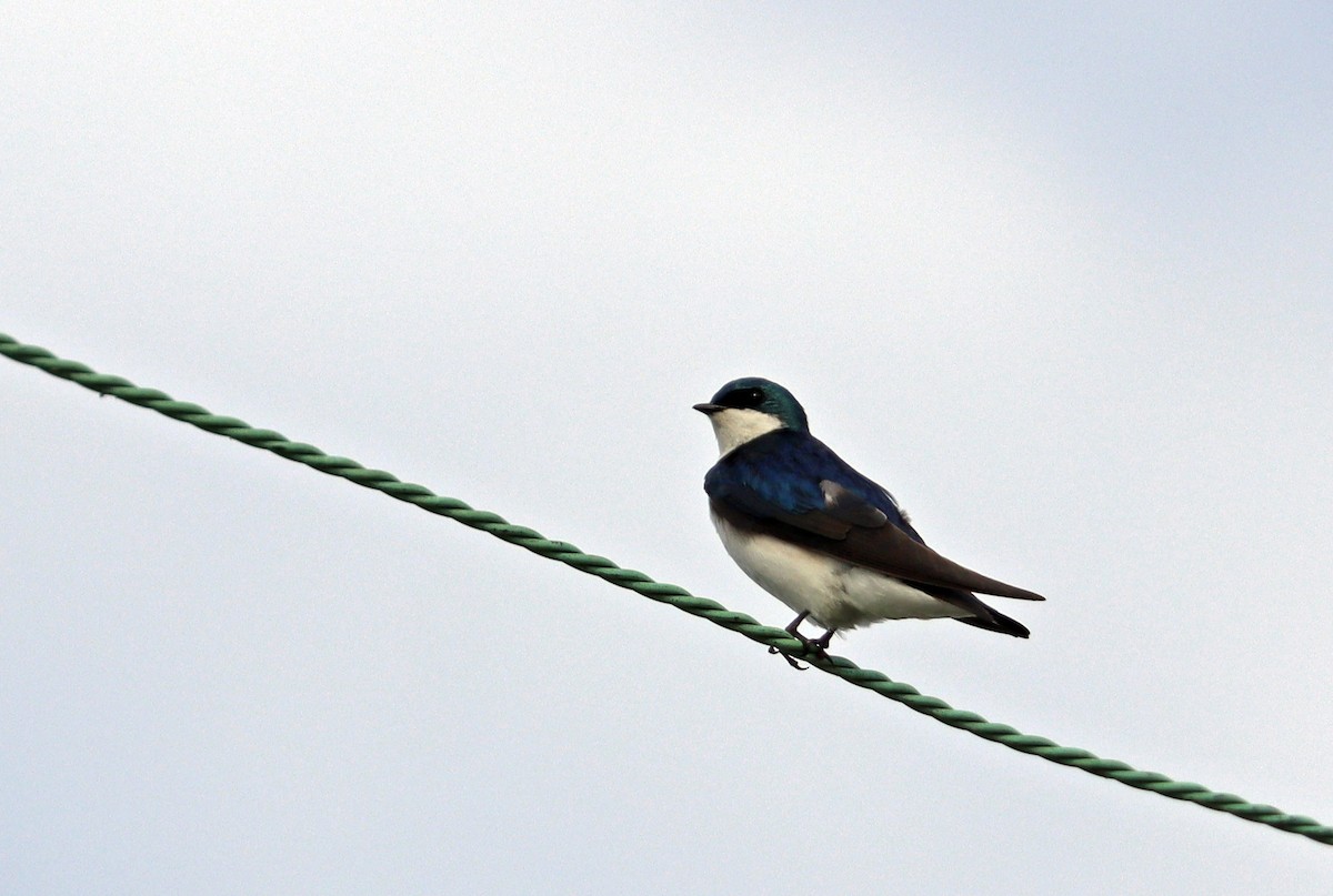 Tree Swallow - ML219381971