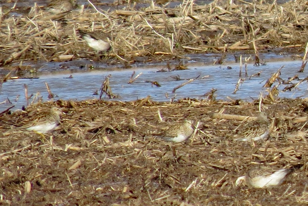 Pectoral Sandpiper - Don Gorney