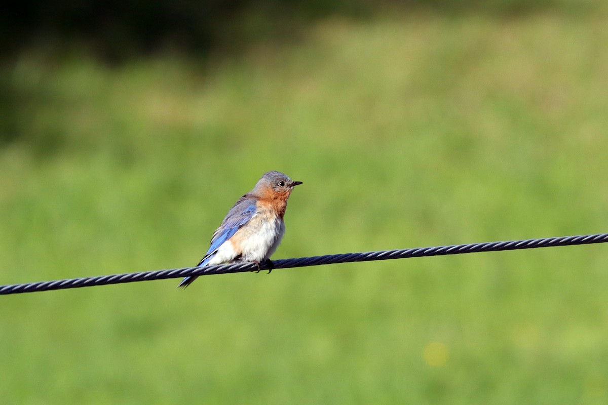 Eastern Bluebird - ML219382341