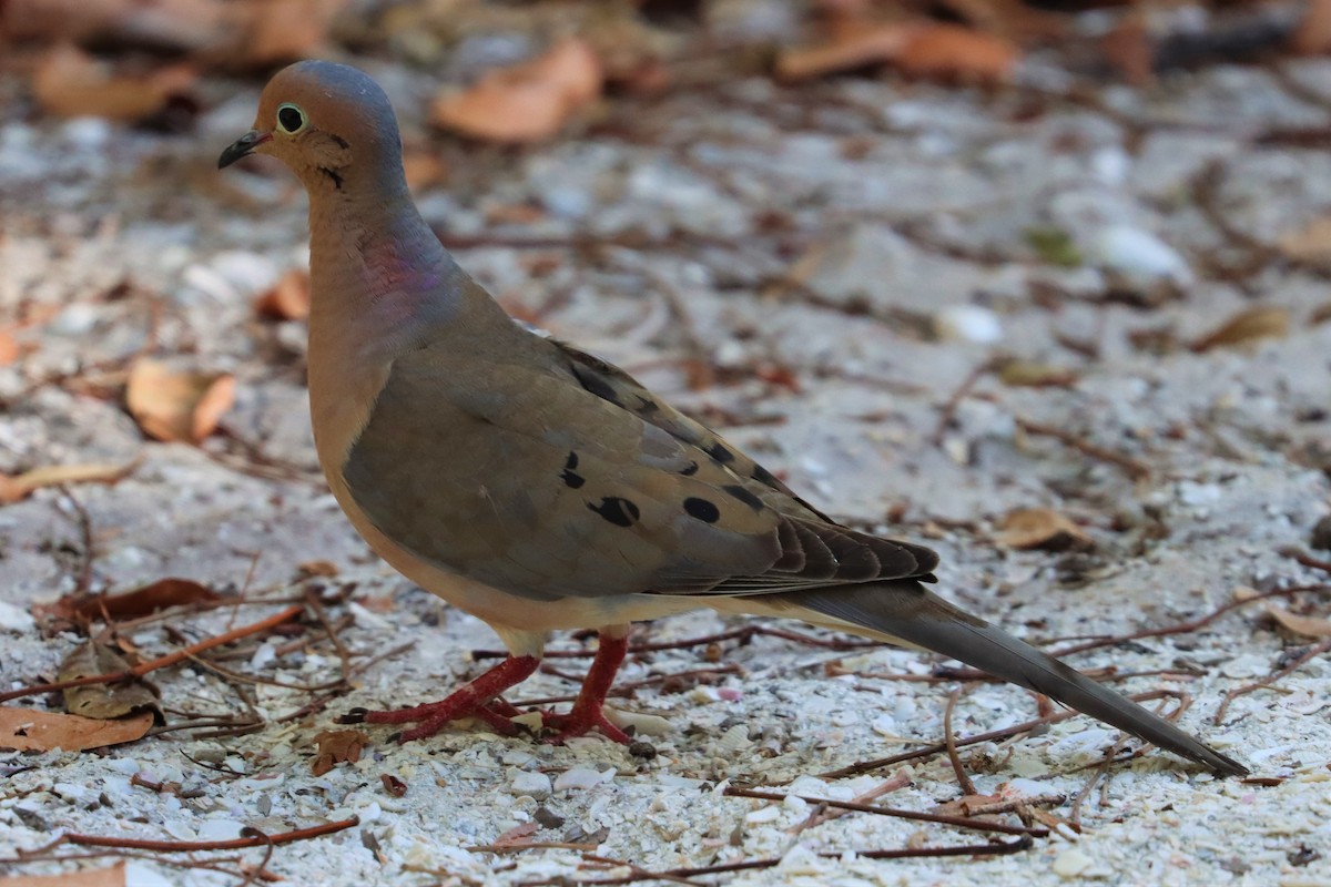 Mourning Dove - ML219382761