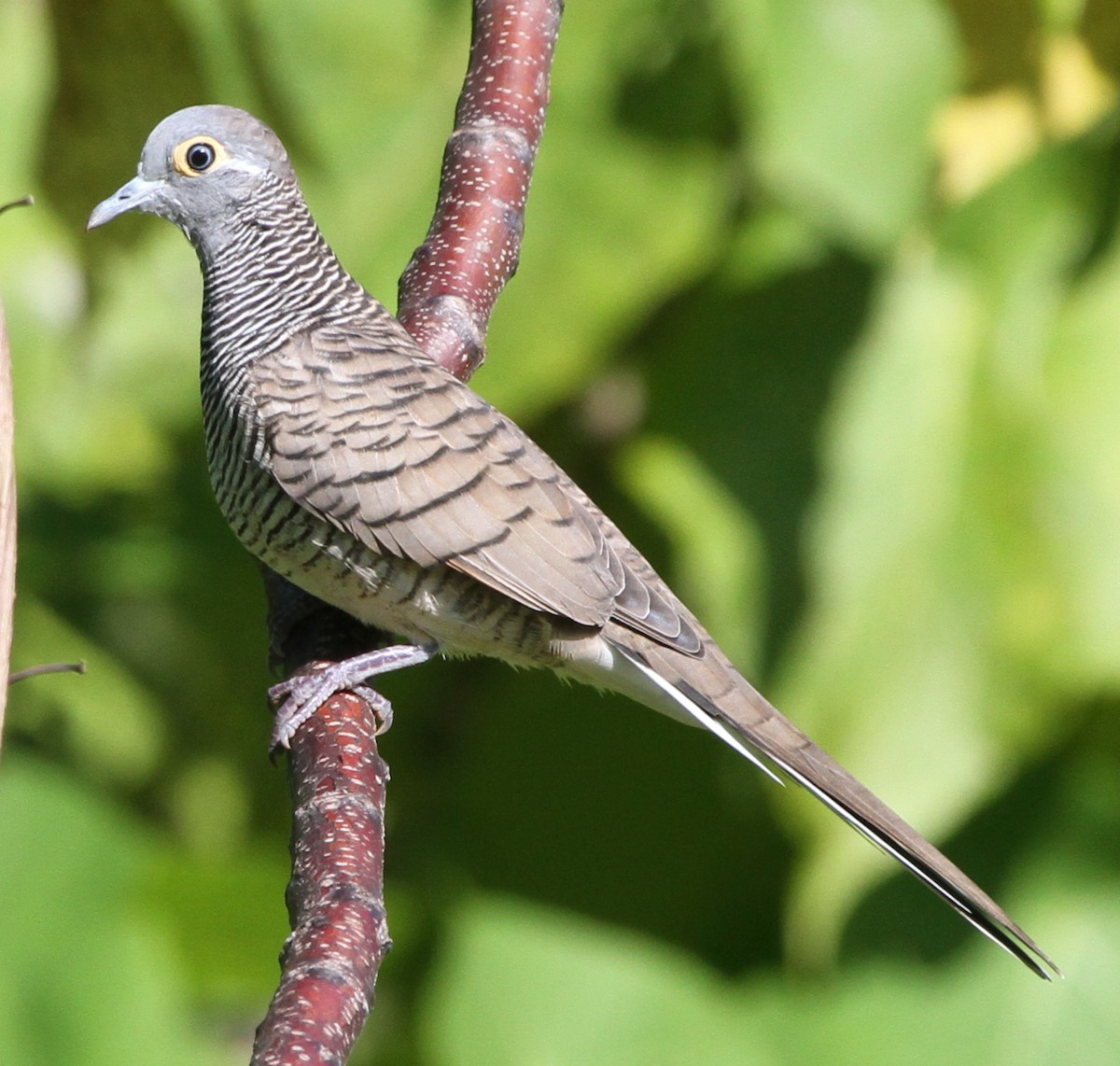 Barred Dove - ML219382771