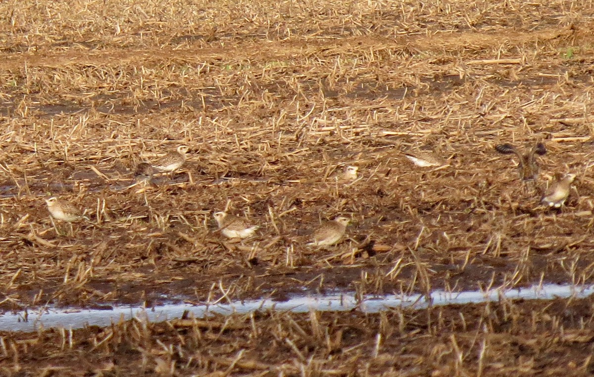 American Golden-Plover - ML219383581