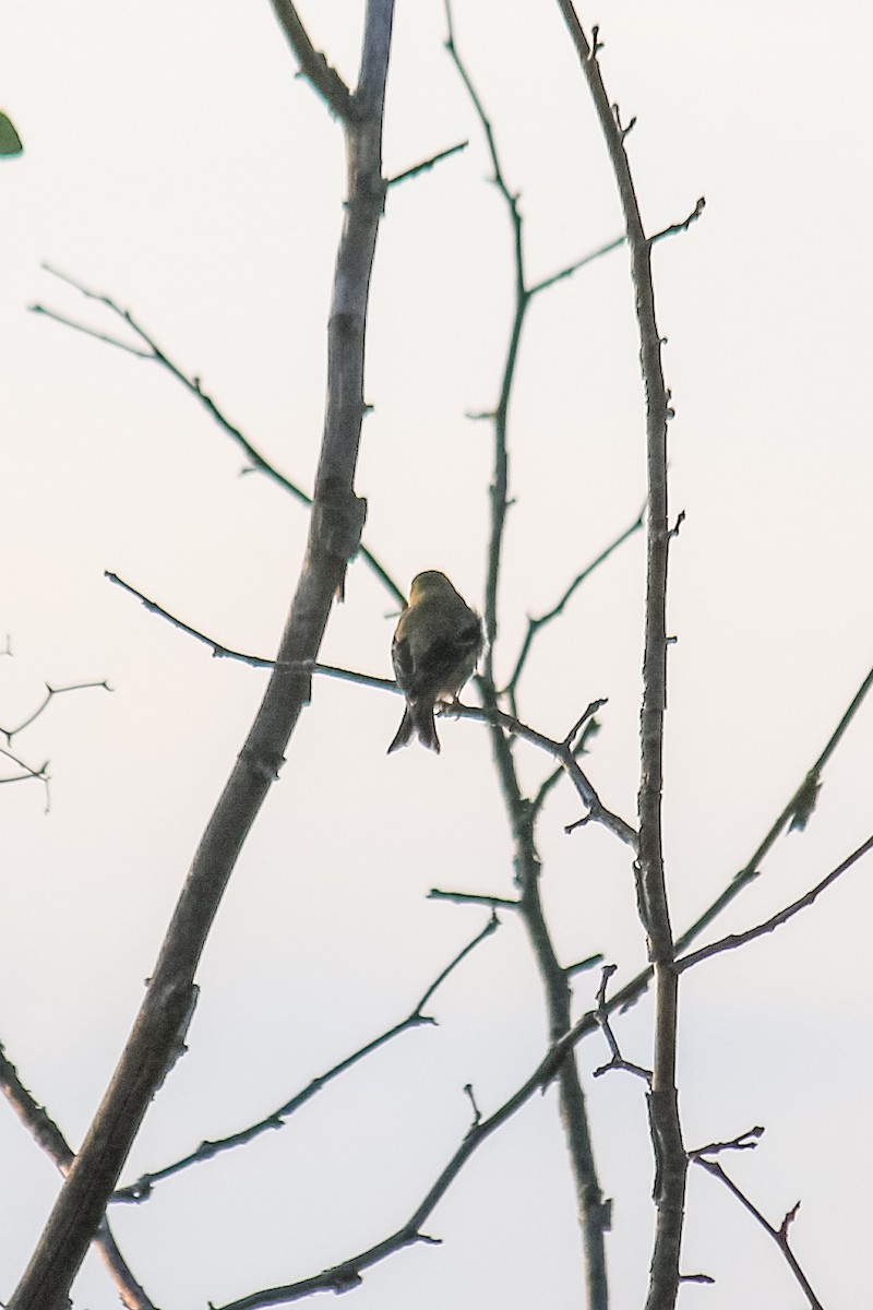 American Goldfinch - ML219383981