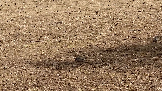 Sagebrush Sparrow - ML219385111