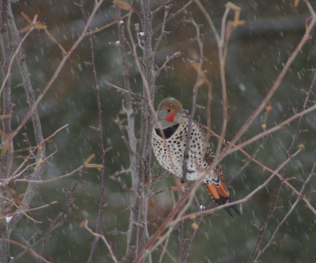 Northern Flicker - ML219385471