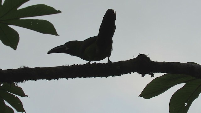 Southern Emerald-Toucanet - ML219386241