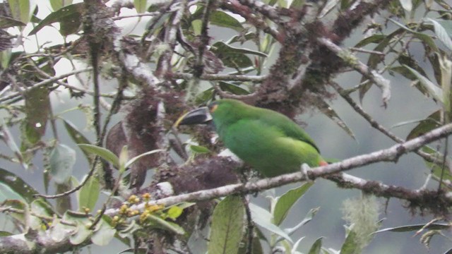 Toucanet à gorge blanche - ML219386551