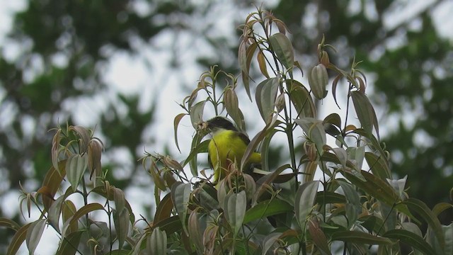 Social Flycatcher - ML219386651