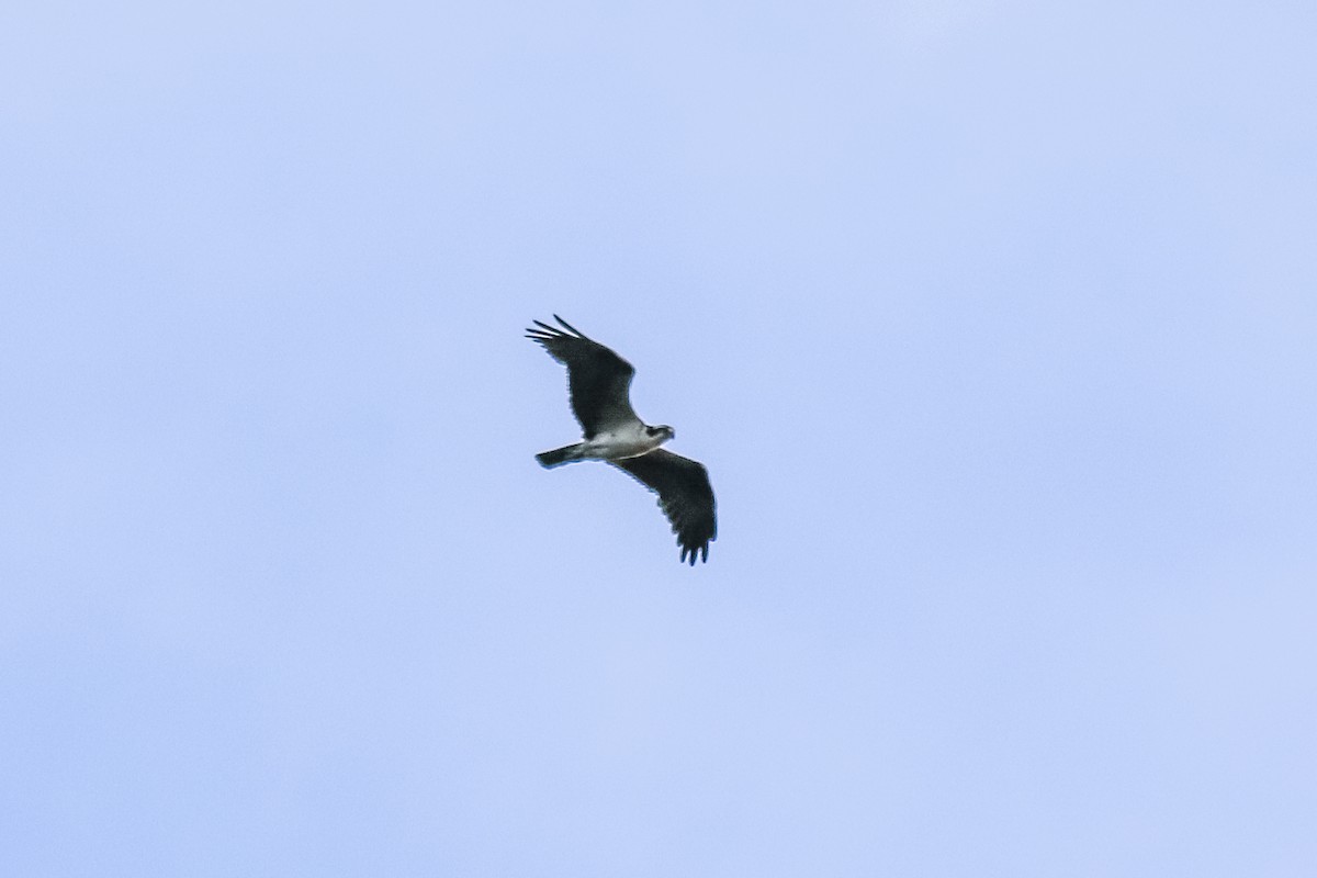 Osprey - ML219387631