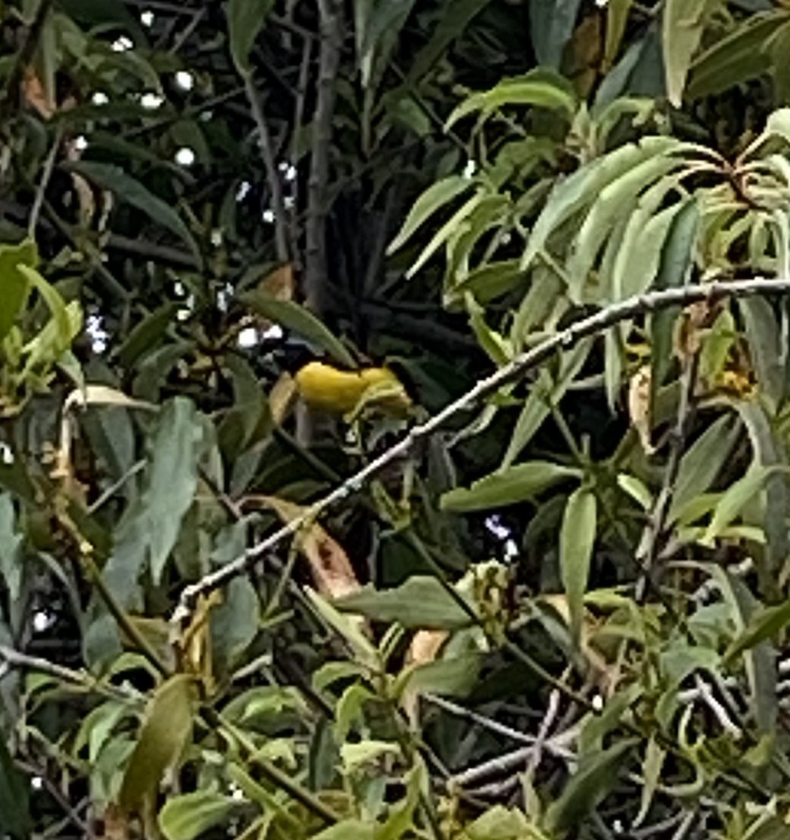 Golden-rumped Euphonia - ML219387661