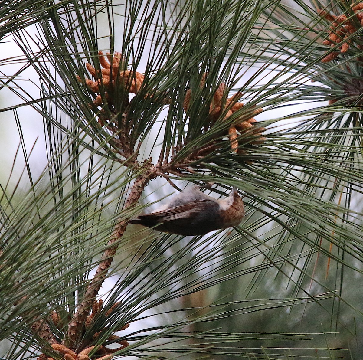 Brown-headed Nuthatch - ML219388541