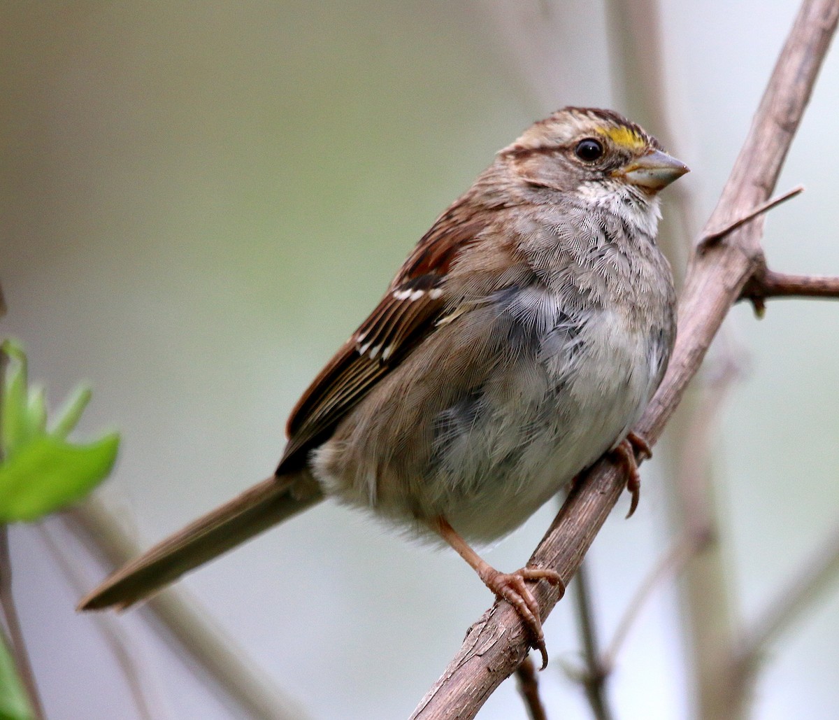 White-throated Sparrow - ML219388621