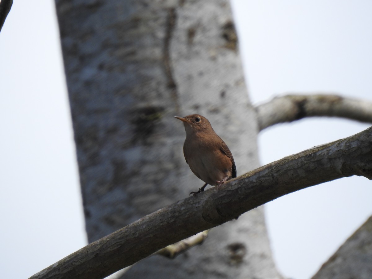 House Wren - ML219391531