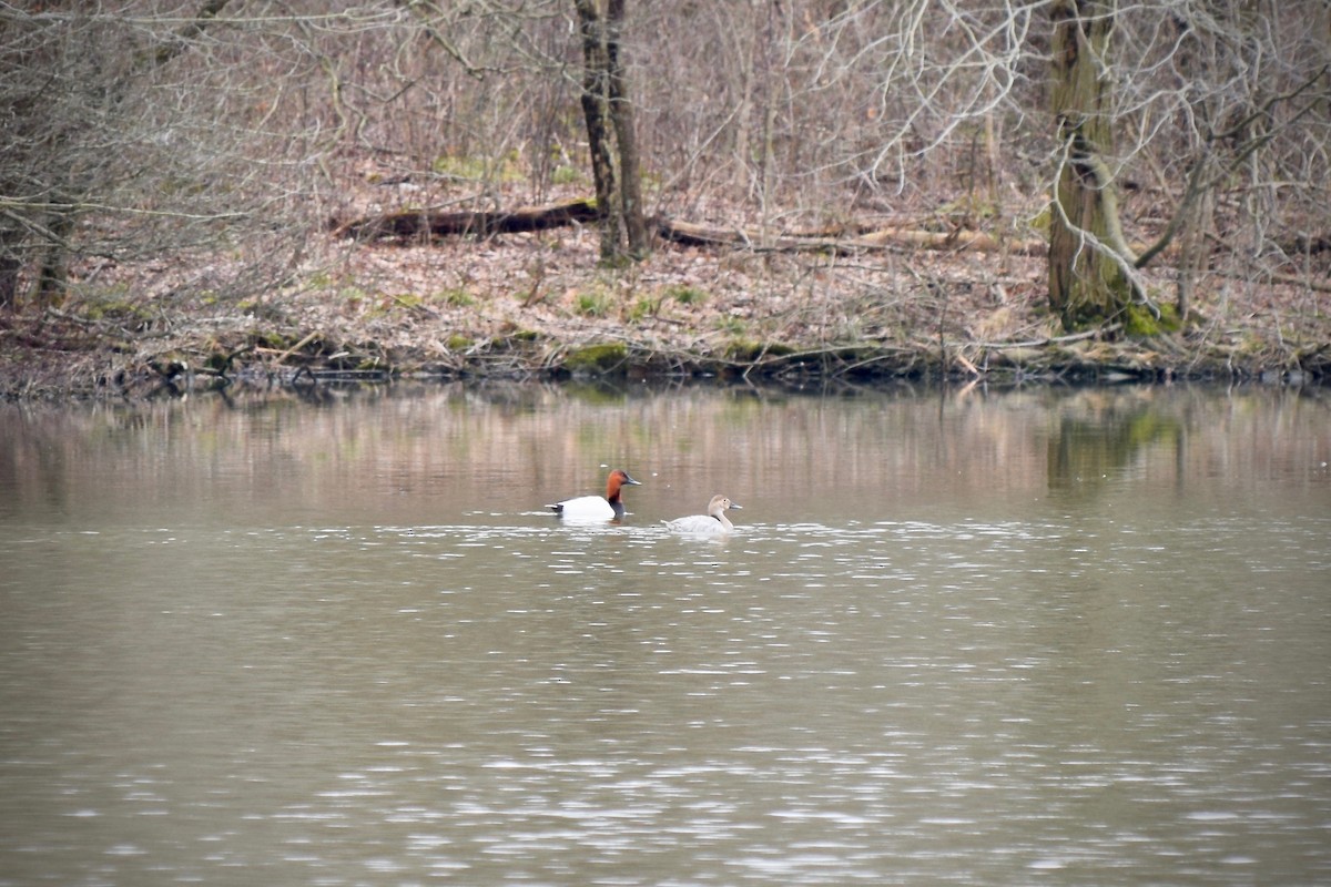 Canvasback - ML219392671