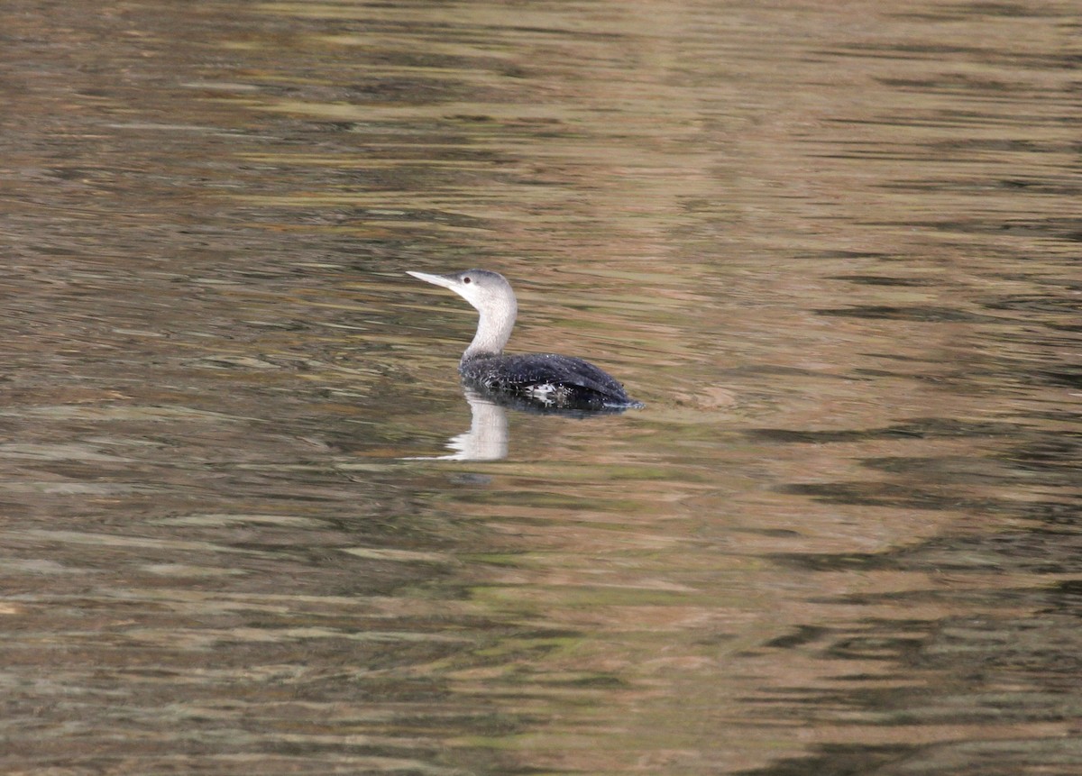 Red-throated Loon - ML21939321