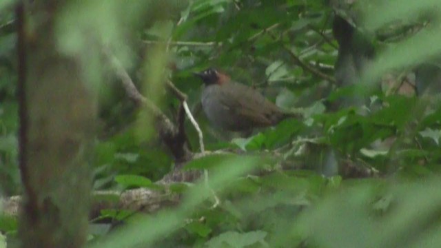 Mayan Antthrush - ML219393441