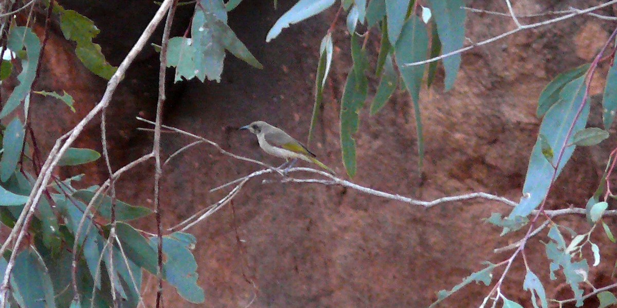 Brown Honeyeater - Michelle Rower