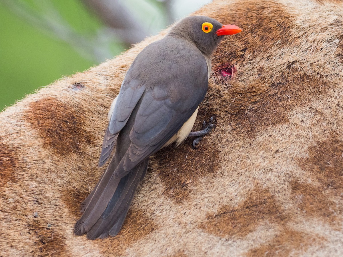 標本 Very Rare Mecosarthron buphagus 65mm Photos - Red-billed Oxpecker - Buphagus erythroryncha - Birds of