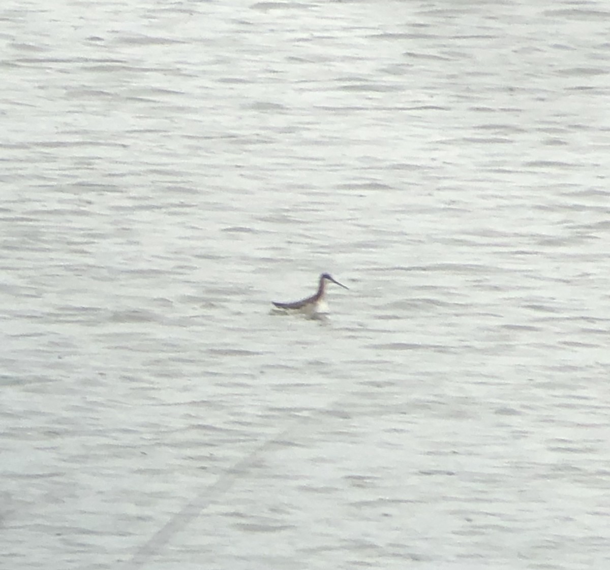 Wilson's Phalarope - Michael Gray