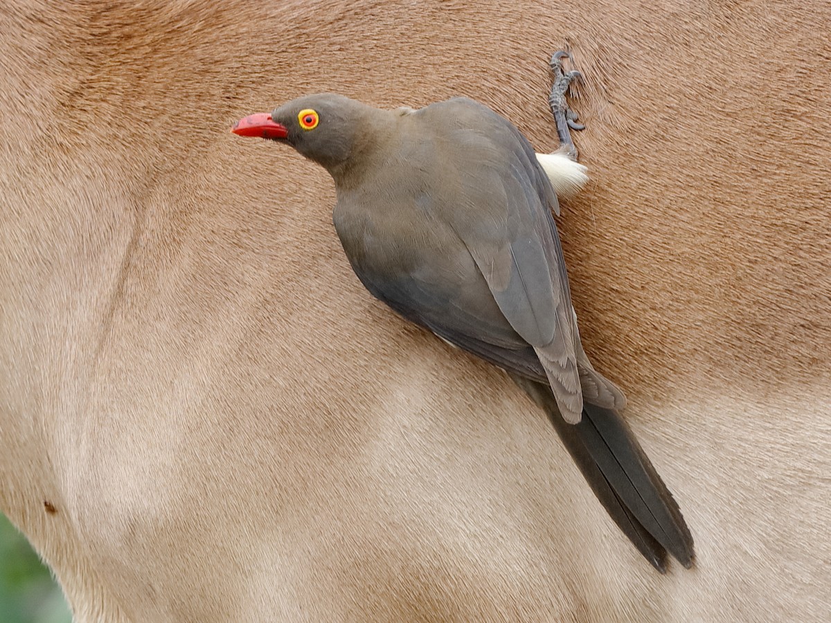 Photos - Red-billed Oxpecker - Buphagus erythroryncha - Birds of