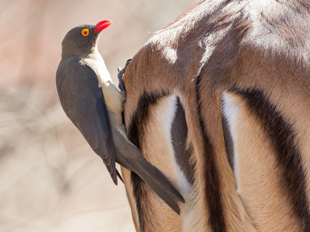 Photos - Red-billed Oxpecker - Buphagus erythroryncha - Birds of