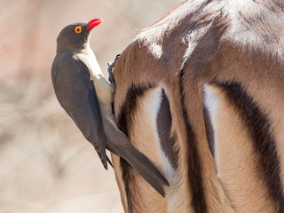  - Red-billed Oxpecker