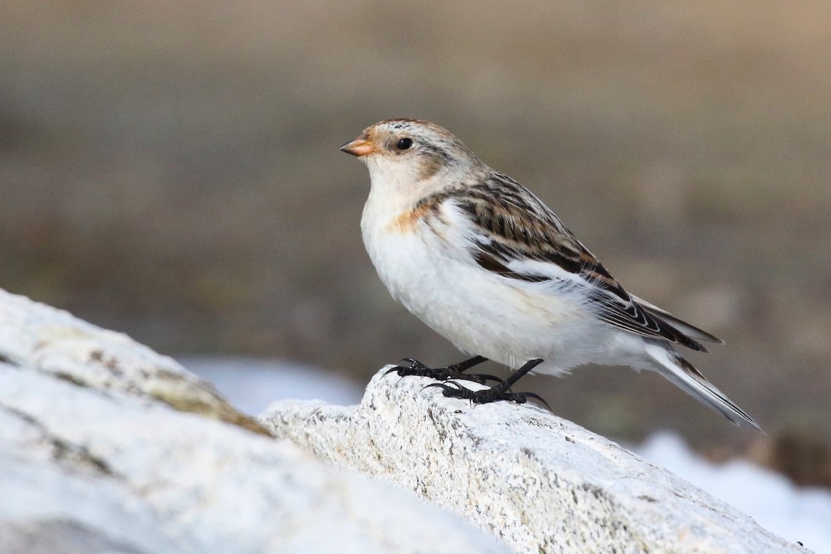 Snow Bunting - ML21939551