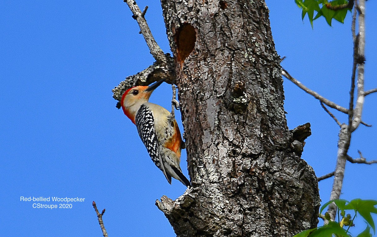 Red-bellied Woodpecker - ML219395741