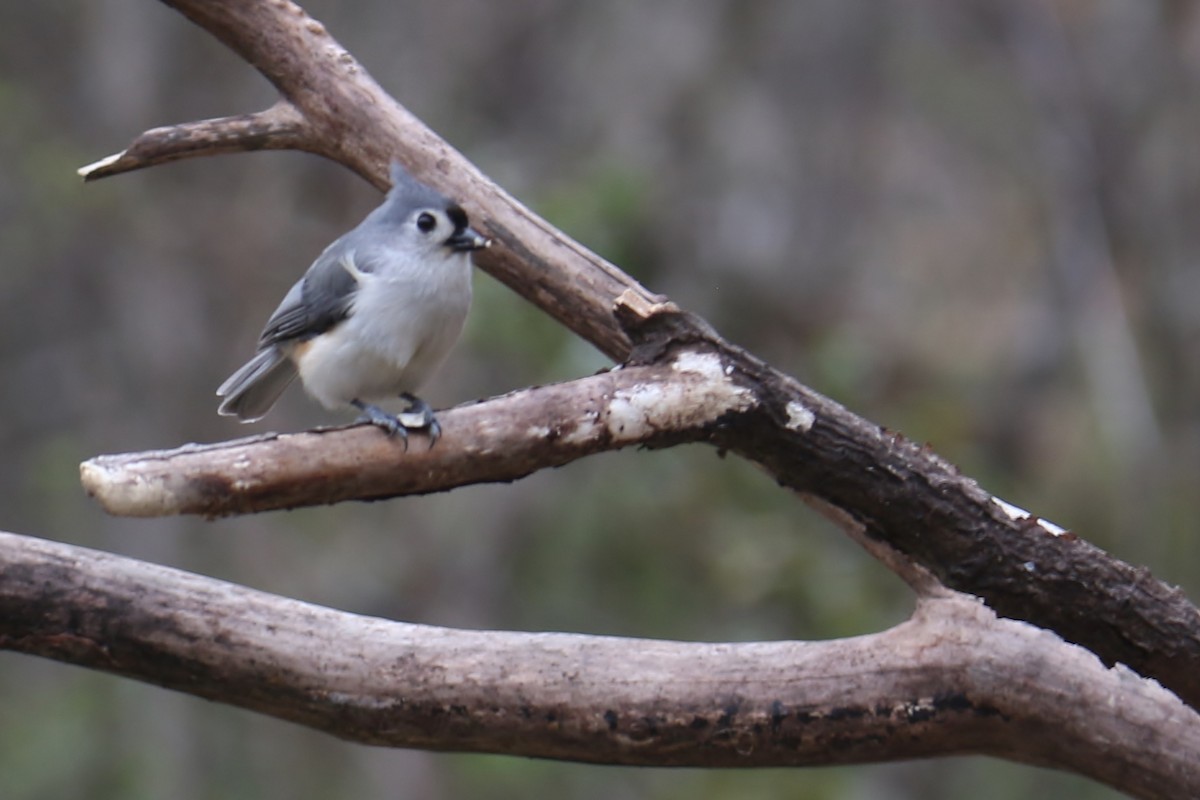 Tufted Titmouse - ML219396371