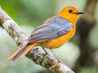  - Red-capped Robin-Chat