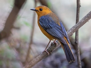 - Red-capped Robin-Chat