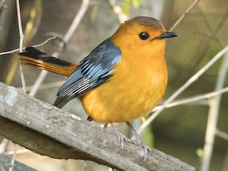  - Red-capped Robin-Chat