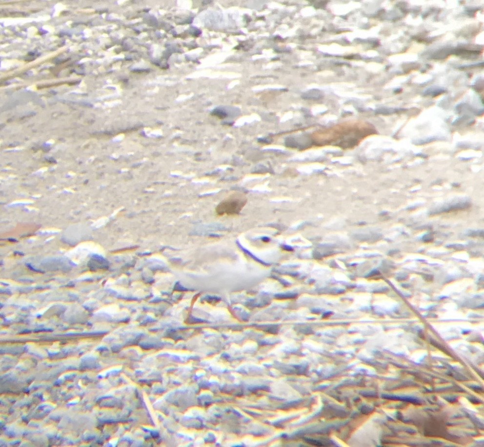 Piping Plover - ML219397141
