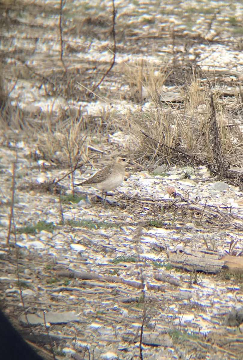 American Golden-Plover - ML219397161