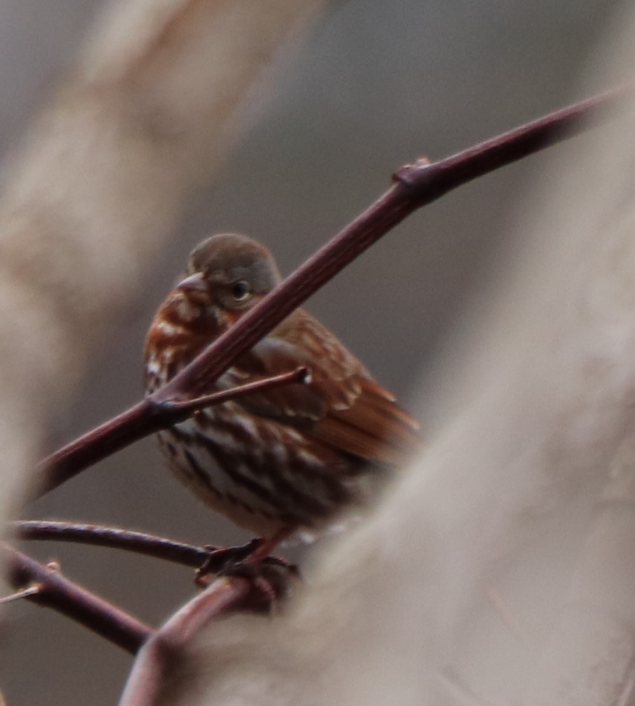 Fox Sparrow - ML219397761