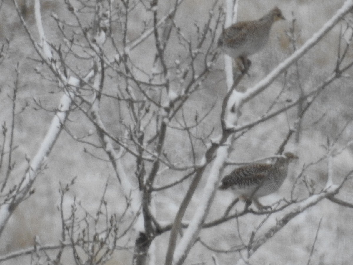 Sharp-tailed Grouse - Joe Coppock