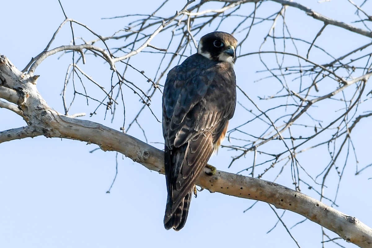 Australian Hobby - ML219399451