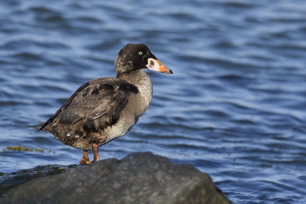 Surf Scoter - Daniel Irons