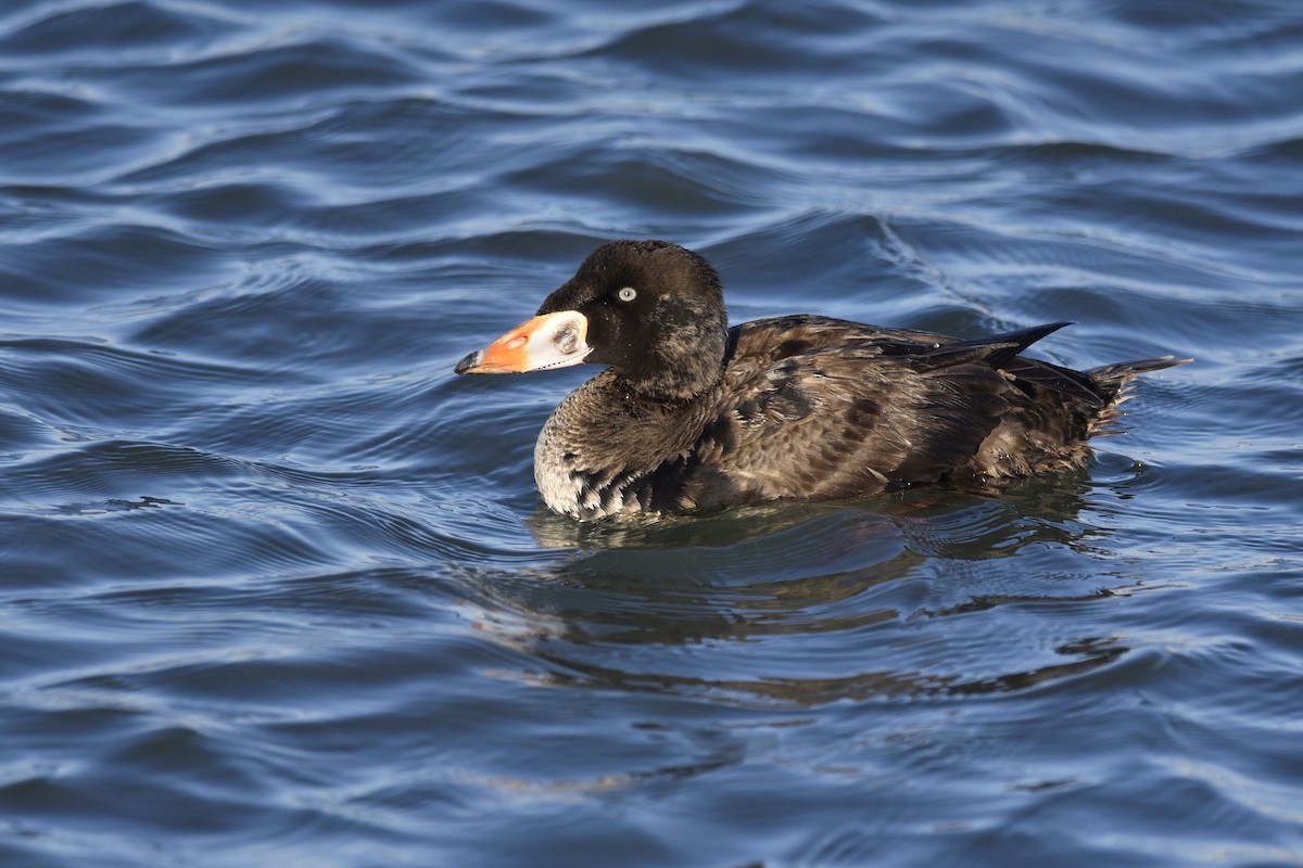 Surf Scoter - Daniel Irons