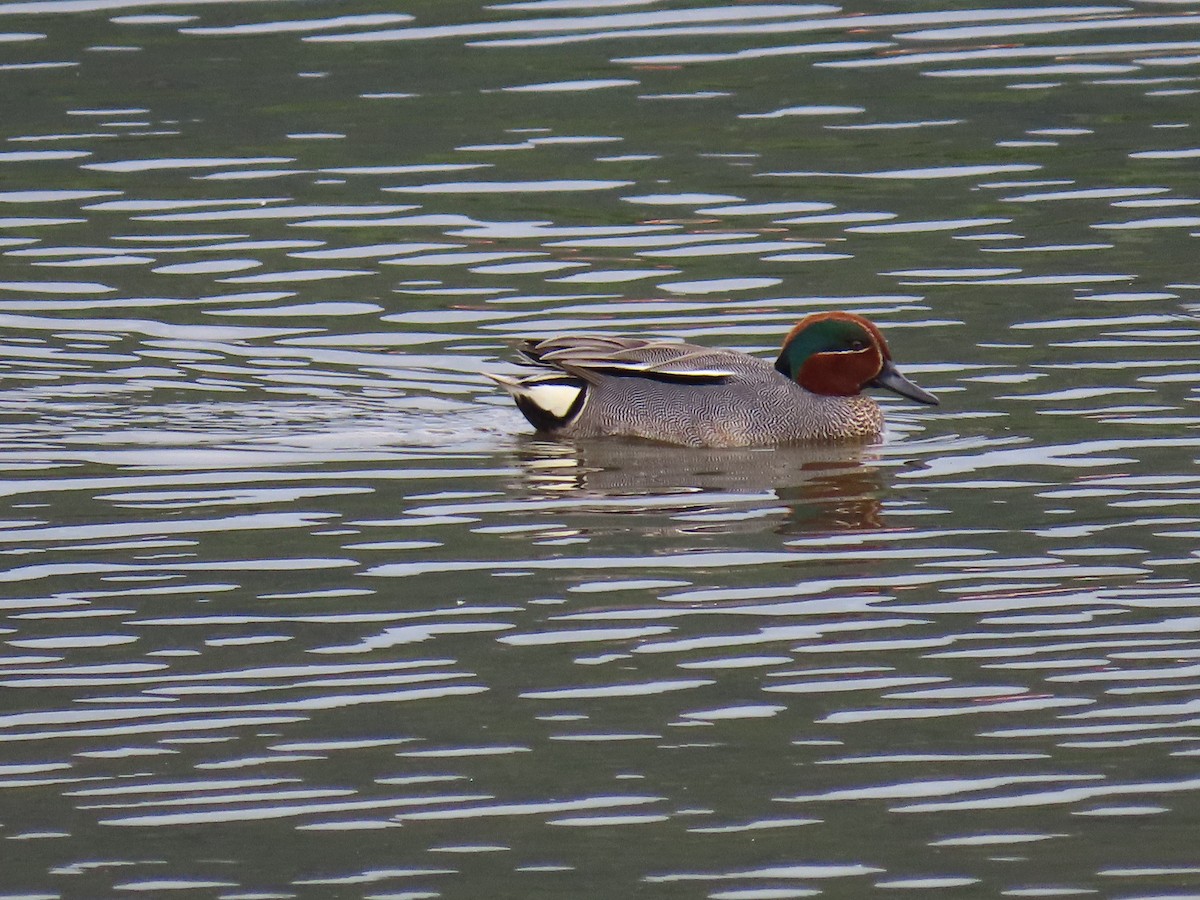 Green-winged Teal (Eurasian) - ML219400521