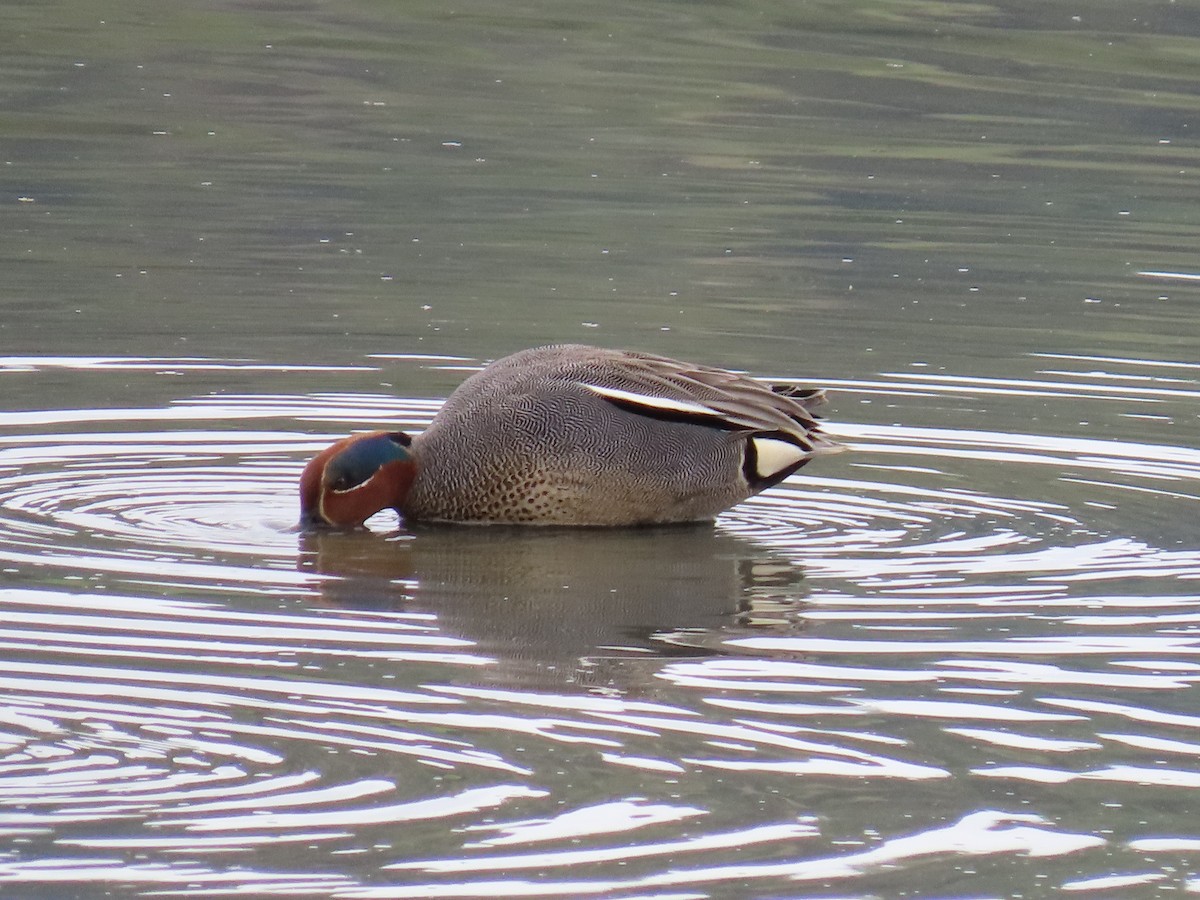 Green-winged Teal (Eurasian) - ML219401301