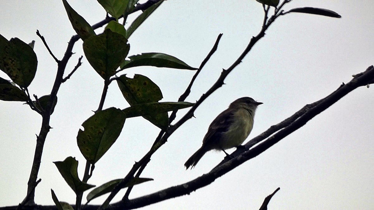 Northern/Southern Mouse-colored Tyrannulet - ML219405121